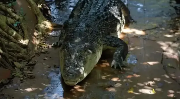 The world's oldest crocodile, which entered the Guinness World Records, has died at the age of 120.