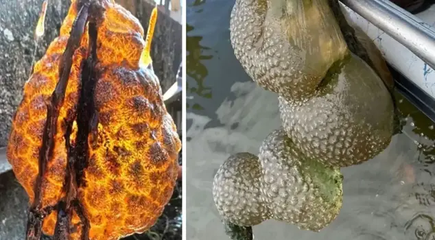 The mysterious bag, which no one could understand what it was, appeared in the river.