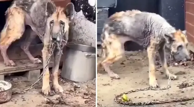 The incredible transformation of a German Shepherd abandoned by its owners in 12 weeks.