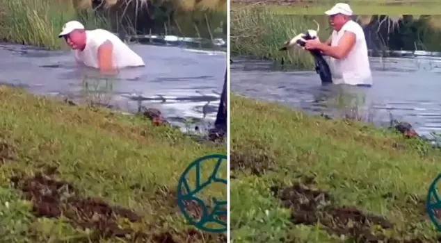 The 74-year-old man rescued his dog from the crocodile's mouth like this.