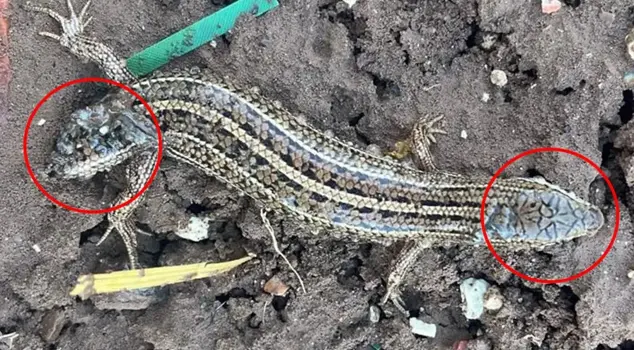 While wandering in the field, he found a two-headed lizard.