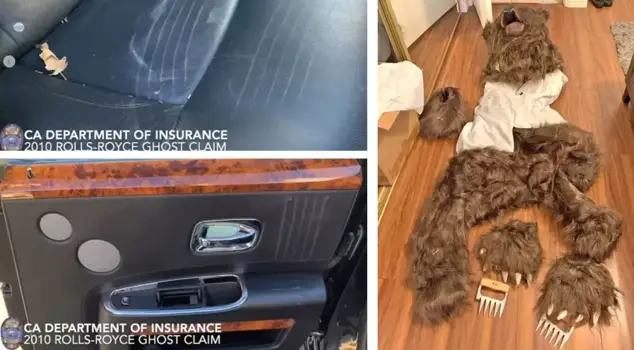 Incredible insurance fraud: Attacked in a bear costume.