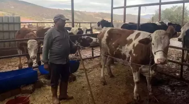 The cow that escaped from the farm appeared in that province of Manisa.