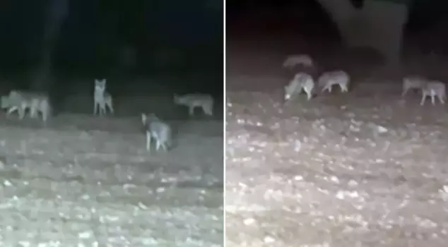 The farmer plowing his field suddenly found himself among a pack of wolves.