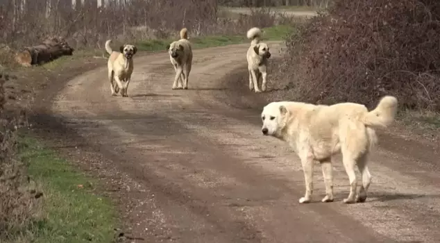 Stray street dogs are spreading the danger of 'white cancer'.