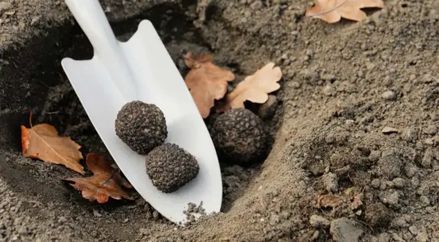 The world's most expensive mushroom species is grown in Samsun.