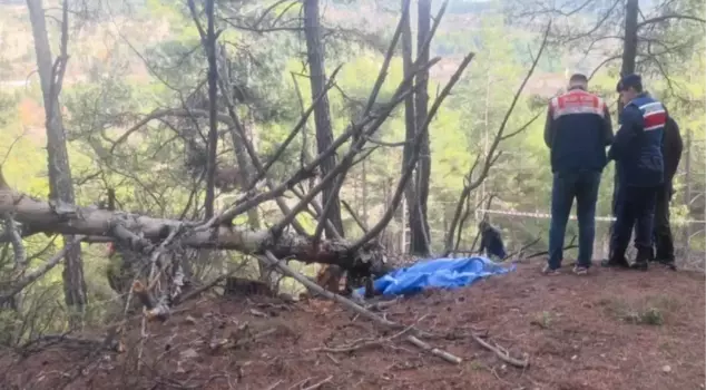 A man died after being trapped under a tree he had cut down in Manisa.