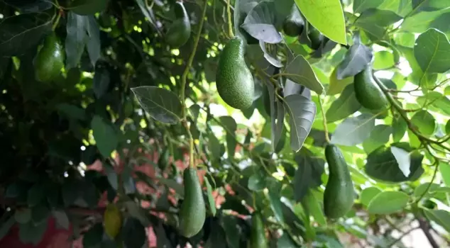 The retired teacher grows 200 varieties of fruit in the tropical garden he established.