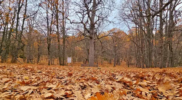 The forest, which is the favorite of autumn, can be entered with special permission; it is unique in the world.