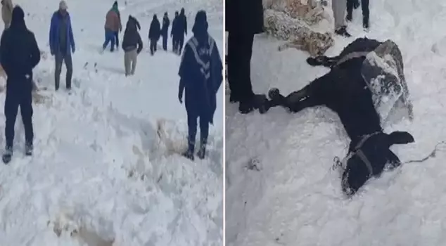 In Karaman, 350 sheep and donkeys caught in a snowstorm froze to death.