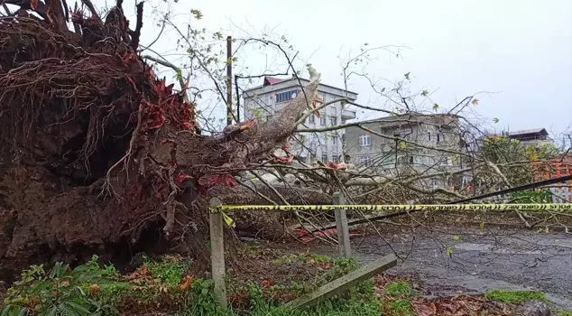 The storm toppled the 650-year-old plane tree.