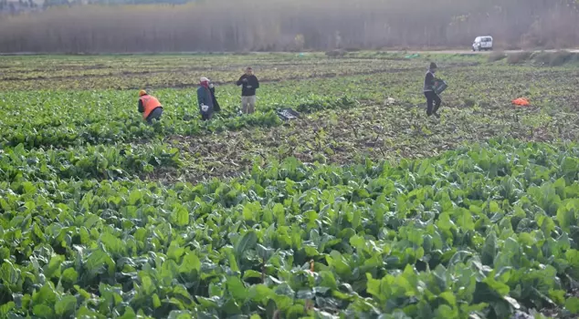 Last harvest in the 8,000-year-old garden: A bundle is sold for 6 TL.