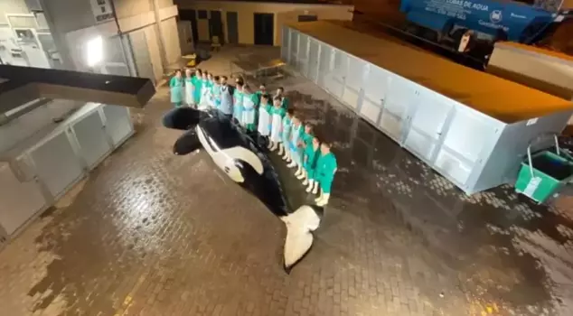 The killer whale forced into incestuous relations has died.