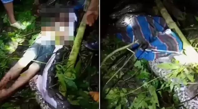 The missing farmer was found in the belly of a 7-meter-long python.