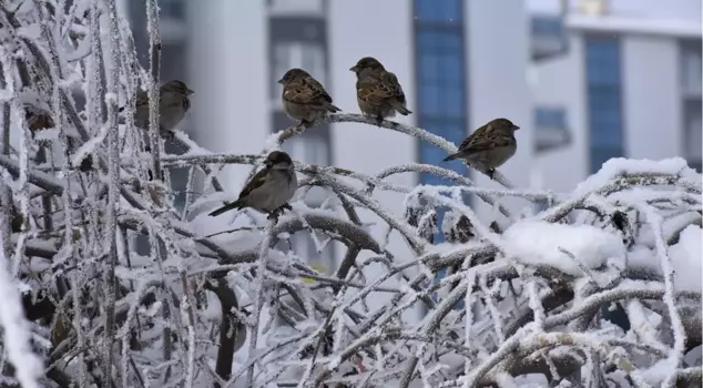 In the city affected by the Siberian cold, thermometers are at minus 23 degrees.