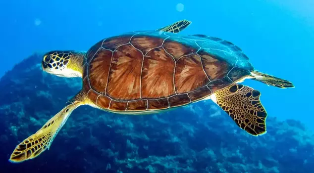 Three people died after eating sea turtles, and dozens were hospitalized.