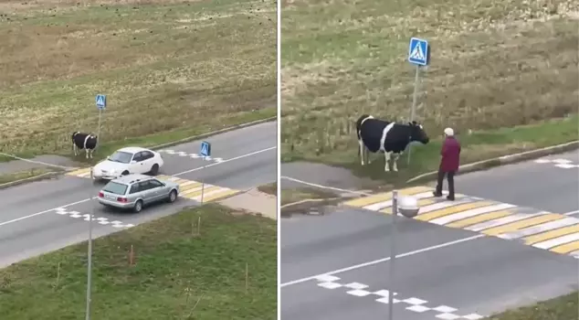 The cow waiting for its owner to cross the street went viral.