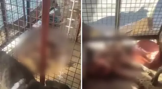 Scandalous images from the animal shelter belonging to Mamak Municipality.