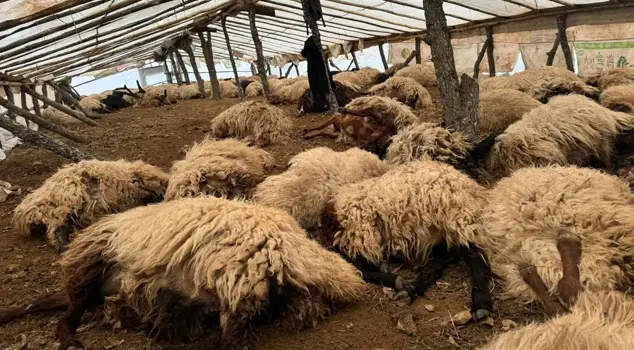 150 sheep died from suffocation.