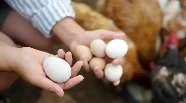 The hood got caught in the egg collection machine, and he lost his life.