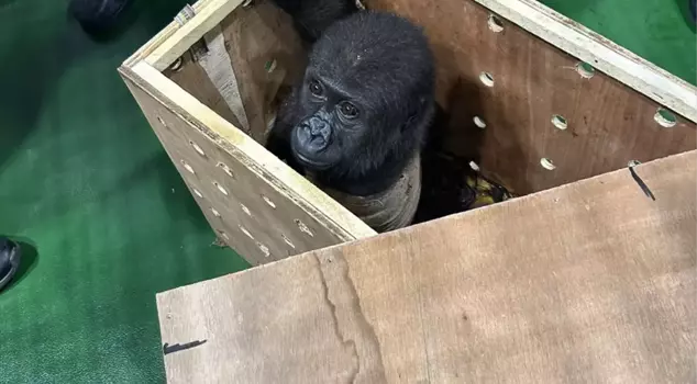 A critically endangered baby gorilla was captured at Istanbul Airport.