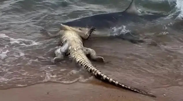 Terrifying moments on the shore: The shark tore apart the crocodile.