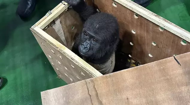 The fate of the baby gorilla caught at Istanbul Airport has been revealed.