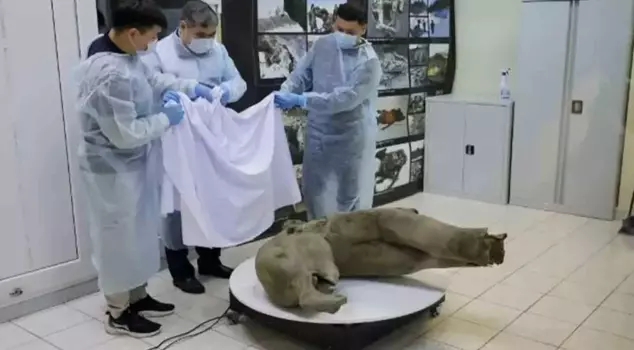 A 50,000-year-old baby mammoth has been found in Siberia.