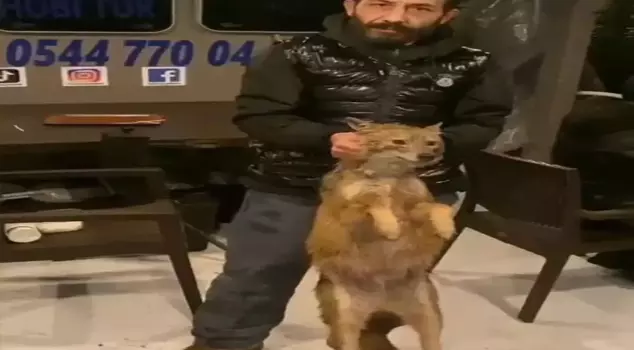 He went to the Bosphorus to fish and caught a fox.