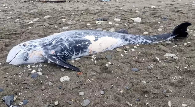 A 4.5-meter-long dead dolphin was found in Kemer.