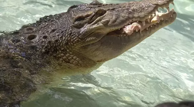 The 124th birthday of the world's oldest crocodile was celebrated.