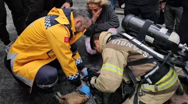 The cat that had its heart stop during the fire was revived with CPR.