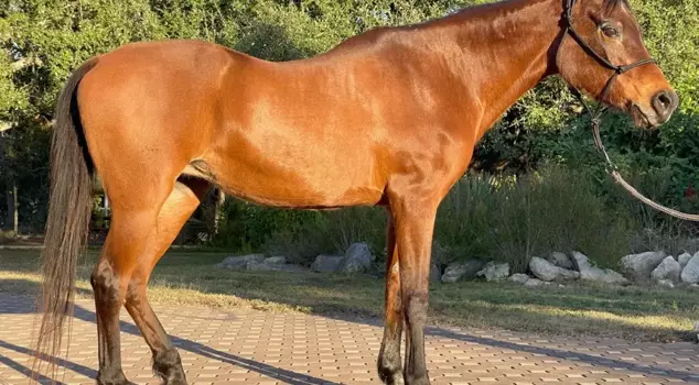 The world's oldest purebred Arabian horse has died at the age of 36.