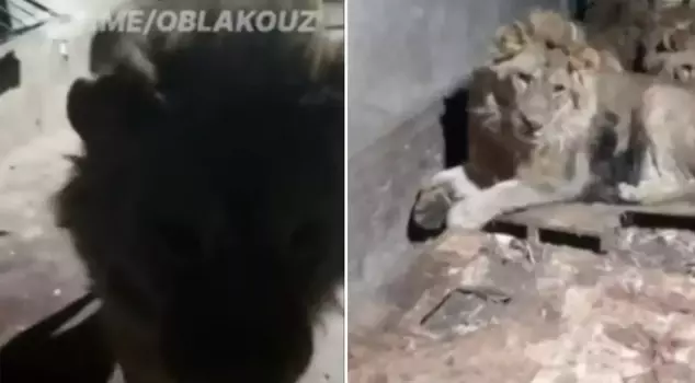 While trying to impress his girlfriend, he became prey to the lions.