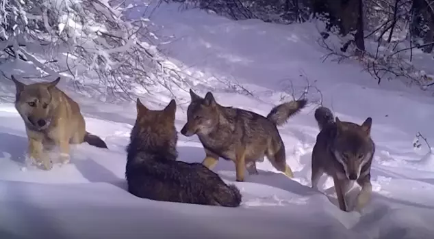 A wolf pack was spotted in Uludağ.