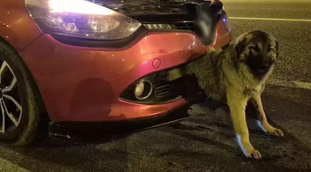 Interesting accident! The dog got stuck in the bumper of the car that hit it.