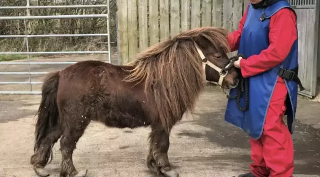 The person who secretly entered the barn was caught while assaulting the pony.