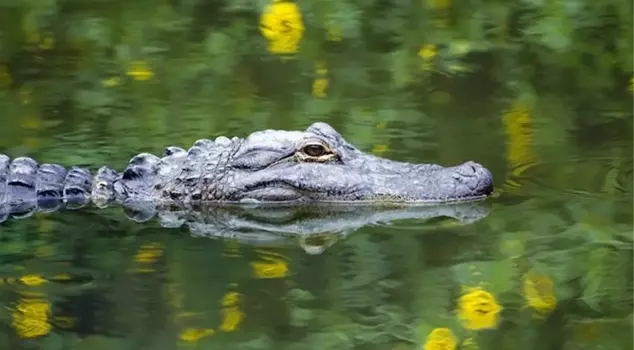 A 5-year-old girl who was attacked by a crocodile in Indonesia has been found dead.