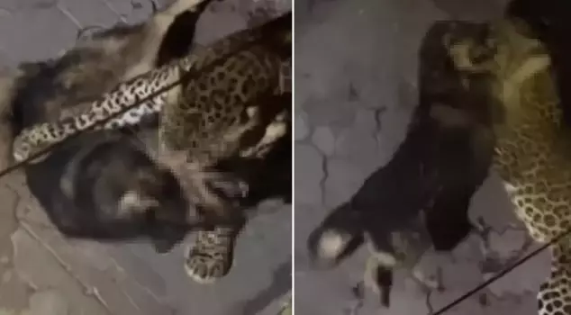 The leopard dog released onto the streets in Istanbul tore apart.