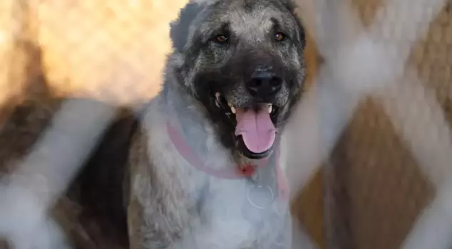 Climate change has altered the structure of Kangal dogs.