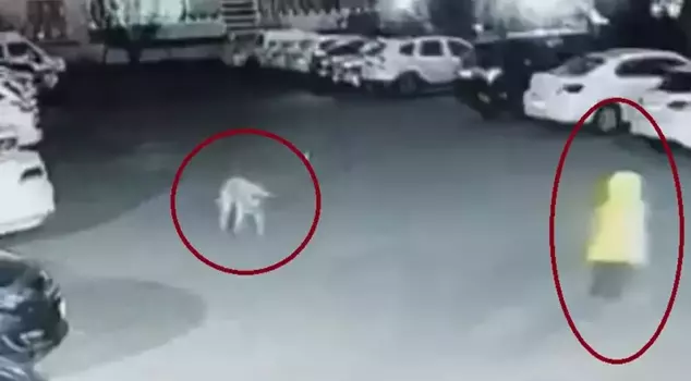 Like a horror movie! He struggled with the dog for minutes to save his life.