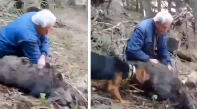 It left onlookers astonished! He caught a wild boar with his bare hands.