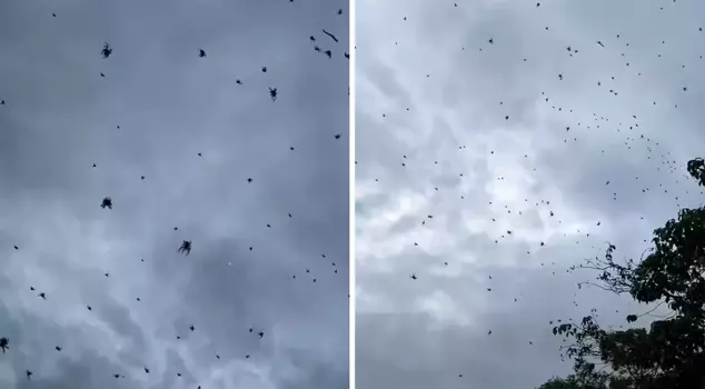 Spider rain in Brazil! Thousands of them covered the sky.