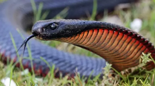 In the garden of the house, there were 102 red-bellied black snakes.