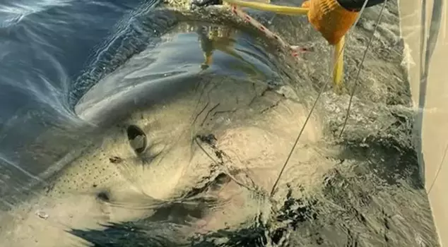 The largest shark ever caught in Florida has been identified.