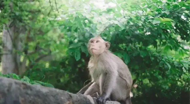 The monkey that entered the transformer cut off the electricity for the entire country.