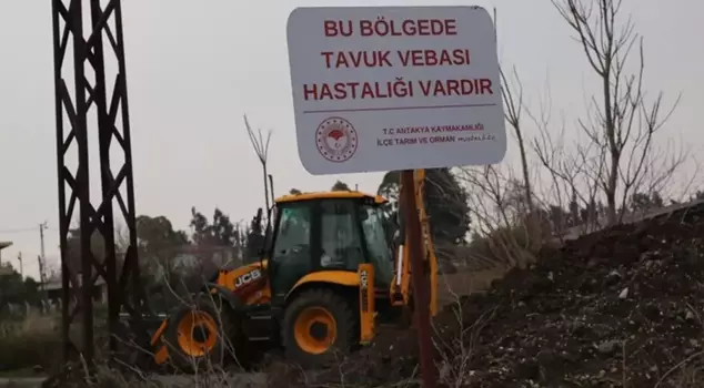 Panic over bird flu in Hatay! It was hastily quarantined.