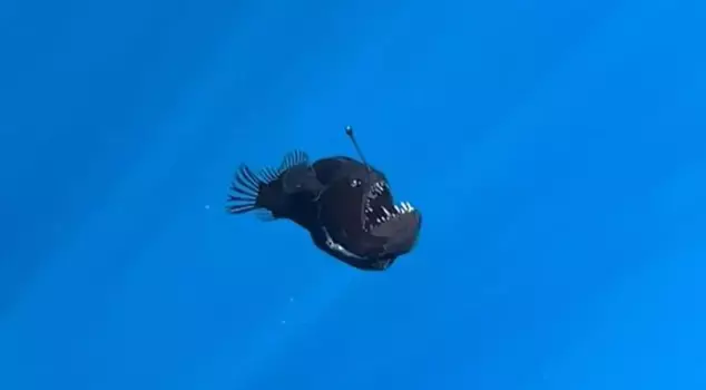 The fish known as the Black Sea devil, the lanternfish, has been captured on camera for the first time.