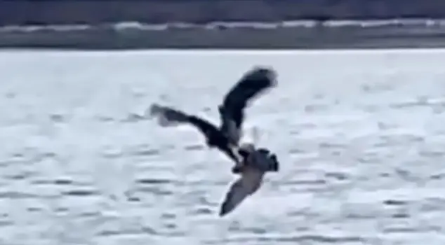 The bald eagle caught the seagull with a single deadly dive.