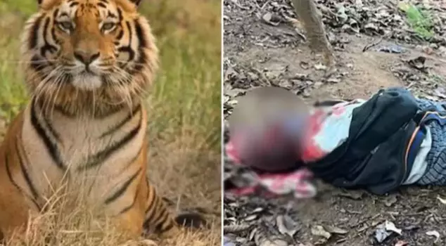 The wild tiger killed two people from the same family within 24 hours.